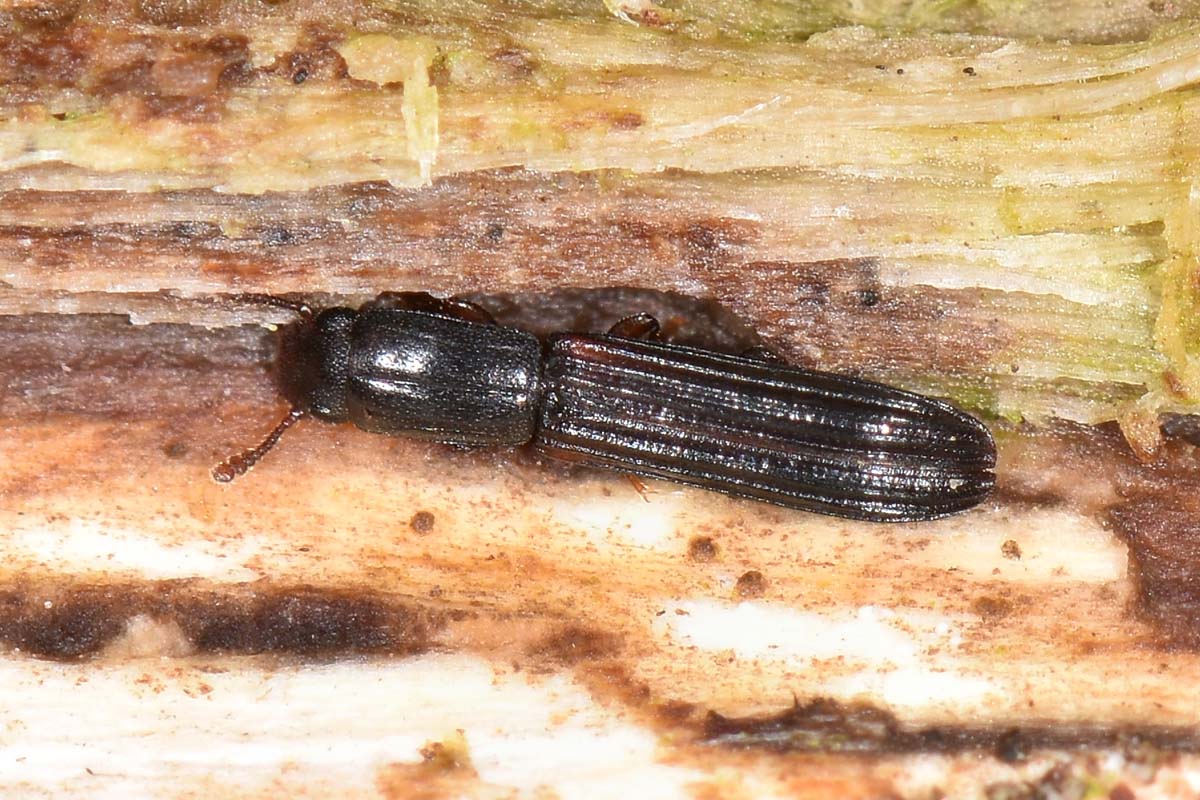 Zopheridae: Colydium elongatum, femmina e maschio